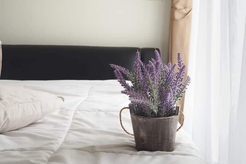 piante per camera da letto vaso di lavanda