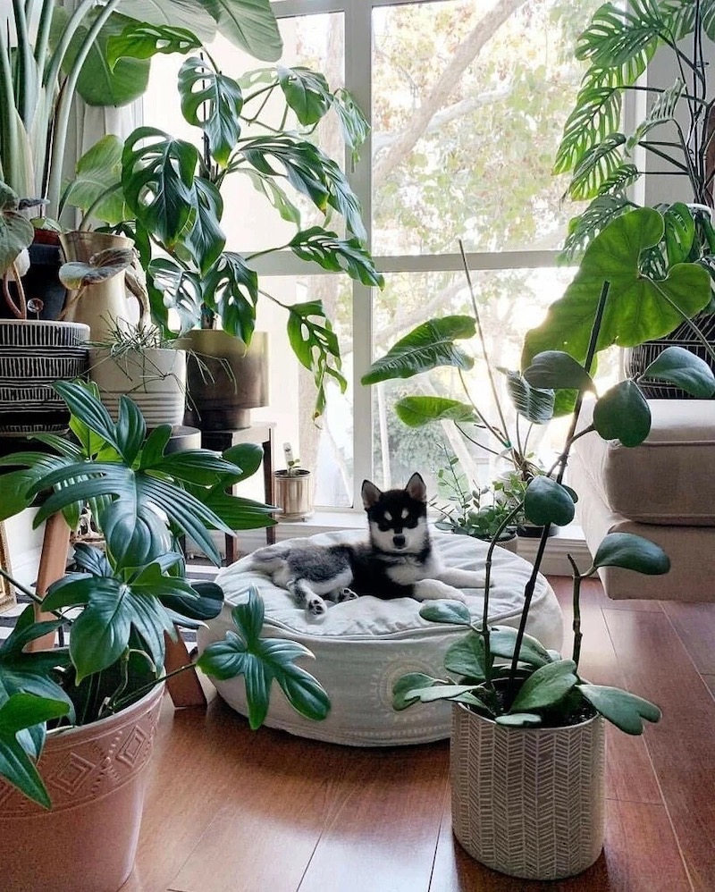 arredare con le piante il soggiorno