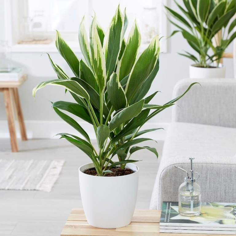POWERS TO FLOWERS - Chlorophytum Falangio In Vaso Ceramica Bianco A Righe, Vaso 13 Cm, Pianta Vera Purificante D'aria, Spedizione Sicura Con Omaggio A Sorpresa