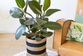 Piante da interno a foglia larga: 5 piante da mettere nel vostro soggiorno!
