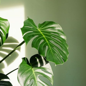 Piante da interno a foglia larga: 5 piante da mettere nel vostro soggiorno!