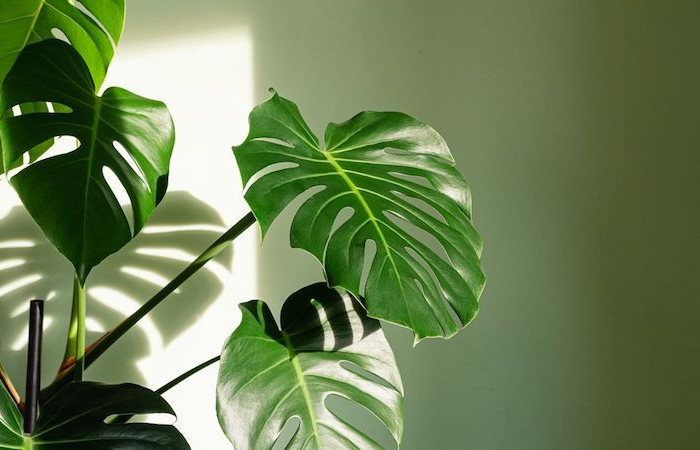 Piante da interno a foglia larga: 5 piante da mettere nel vostro soggiorno!