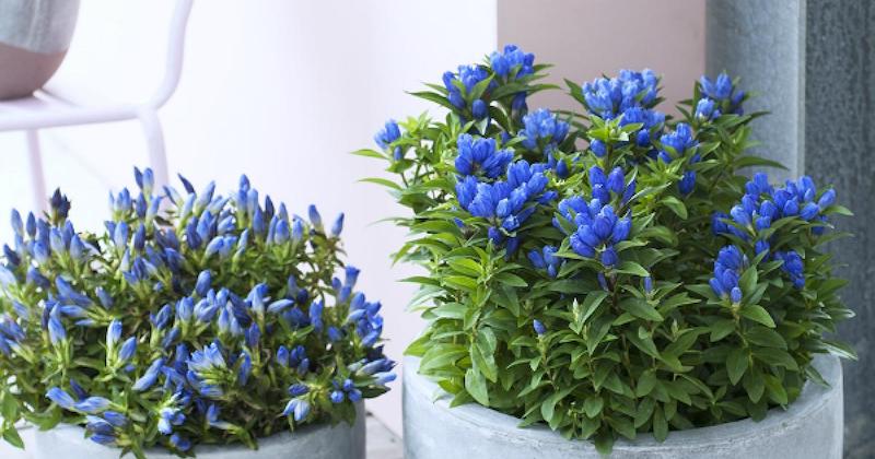 genzania cinese con petali blu in vaso