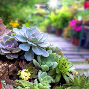 Le piante da esterno resistenti al freddo: ecco le varietà che potete mettere nel vostro giardino d’inverno!