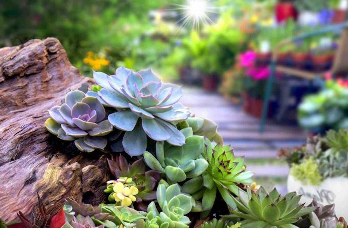 Le piante da esterno resistenti al freddo: ecco le varietà che potete mettere nel vostro giardino d’inverno!