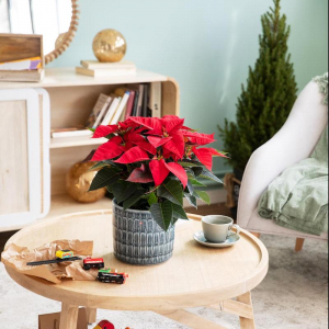 Come Curare La Stella Di Natale E Farla Rifiorire L’anno Prossimo?