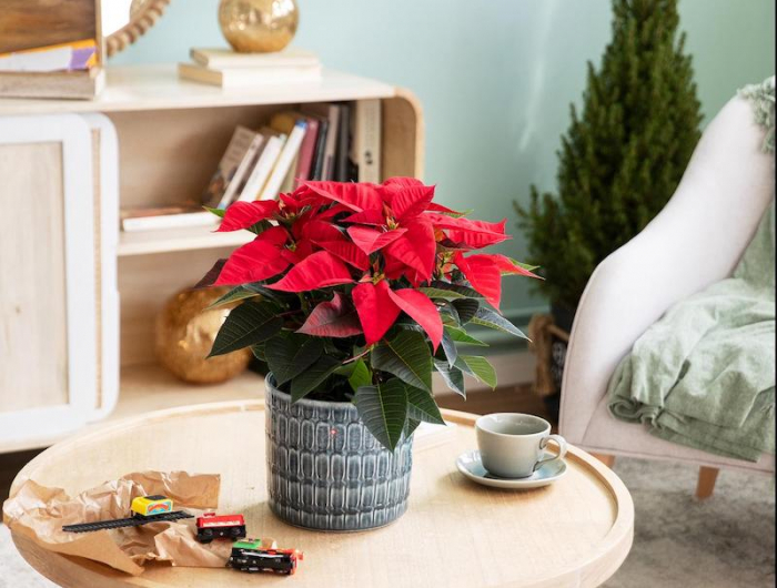 Come Curare La Stella Di Natale E Farla Rifiorire L’anno Prossimo?