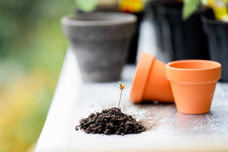 giardinaggio piante una pianta dal seme