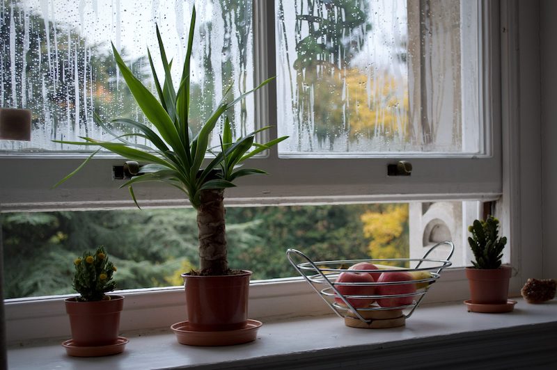 piante che assorbono umidita in casa finestre appannate