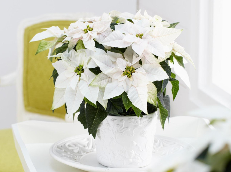 poinsettia bianca pianta d appartamento natalizia