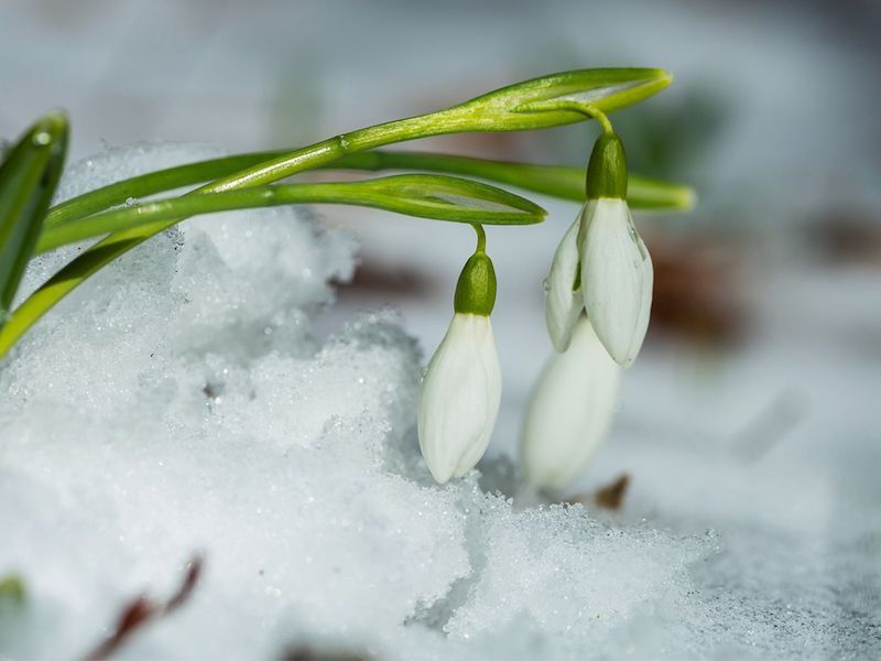 bucaneve nella neve piante invernali da giardino