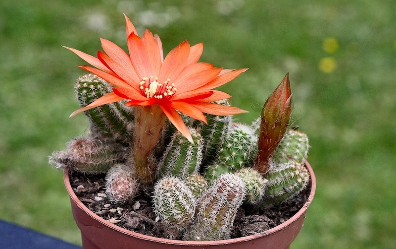 cactus con fiore arancione pianta grassa in vaso