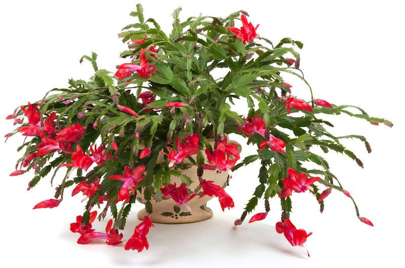 cactus di natale pianta grassa con fiori rossi
