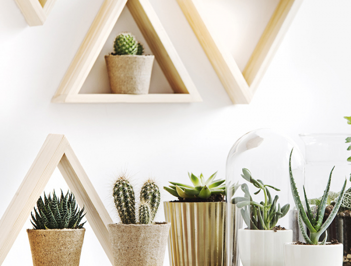 Quando fioriscono e come fare fiorire le piante grasse in casa?