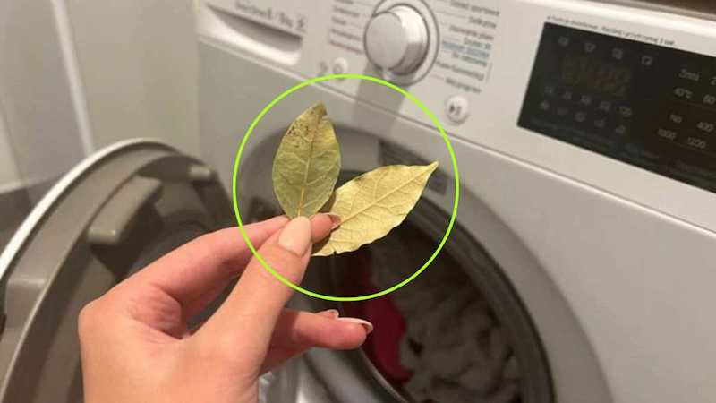 come utilizzare foglie di alloro in lavatrice