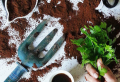 Fondi di caffè per piante da appartamento: fertilizzante naturale ed economico!