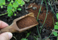 Fondi di caffè per piante da appartamento: fertilizzante naturale ed economico!
