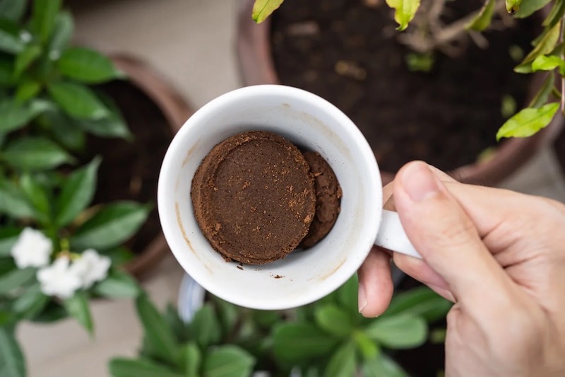 fondi di caffe per piante da appartamento fertilizzante naturale
