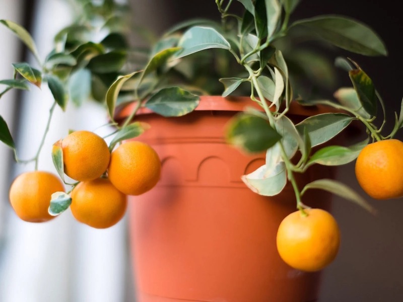 mandarino in vaso mini albero da interno
