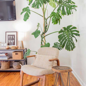 Pianta d’appartamento alta e facile da curare: 5 specie tra cui scegliere!