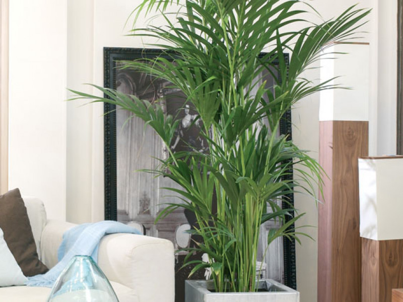 pianta d' appartamento alta e facile da curare palma da interno