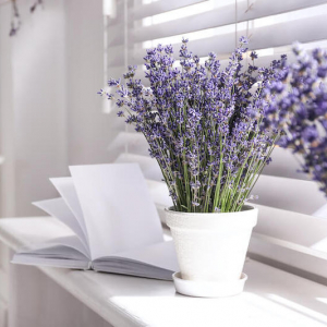 Piante profumate da interno: 5 varietà anche per chi non il pollice verde!