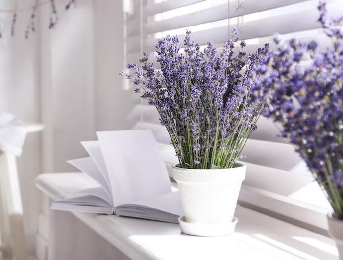 Piante profumate da interno: 5 varietà anche per chi non il pollice verde!