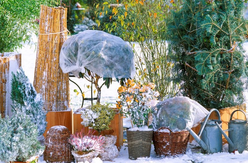 proteggere le piante in vaso dal freddo inverno