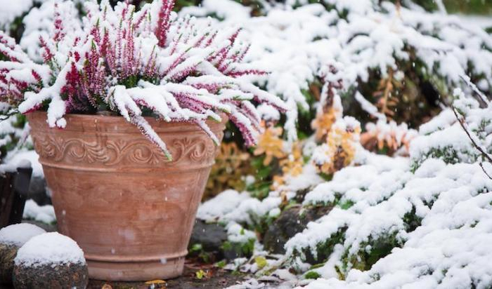 Proteggere le piante in vaso dal freddo in vista all’inverno!