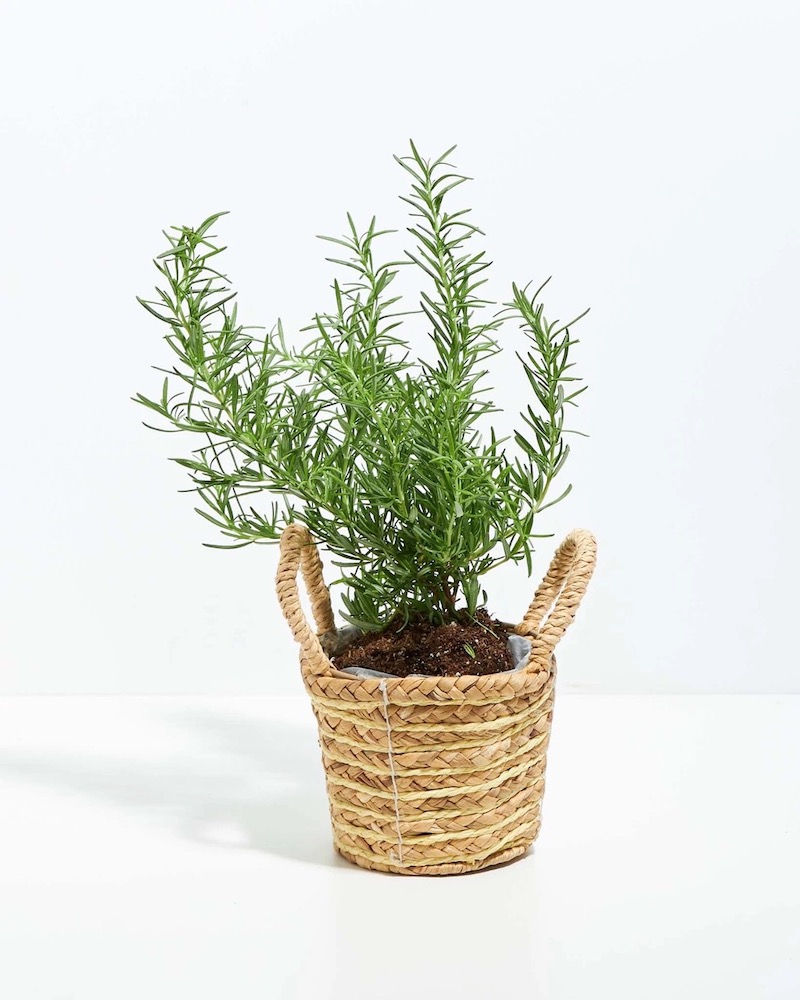 rosmarino in vaso decorativo piante aromatiche in casa