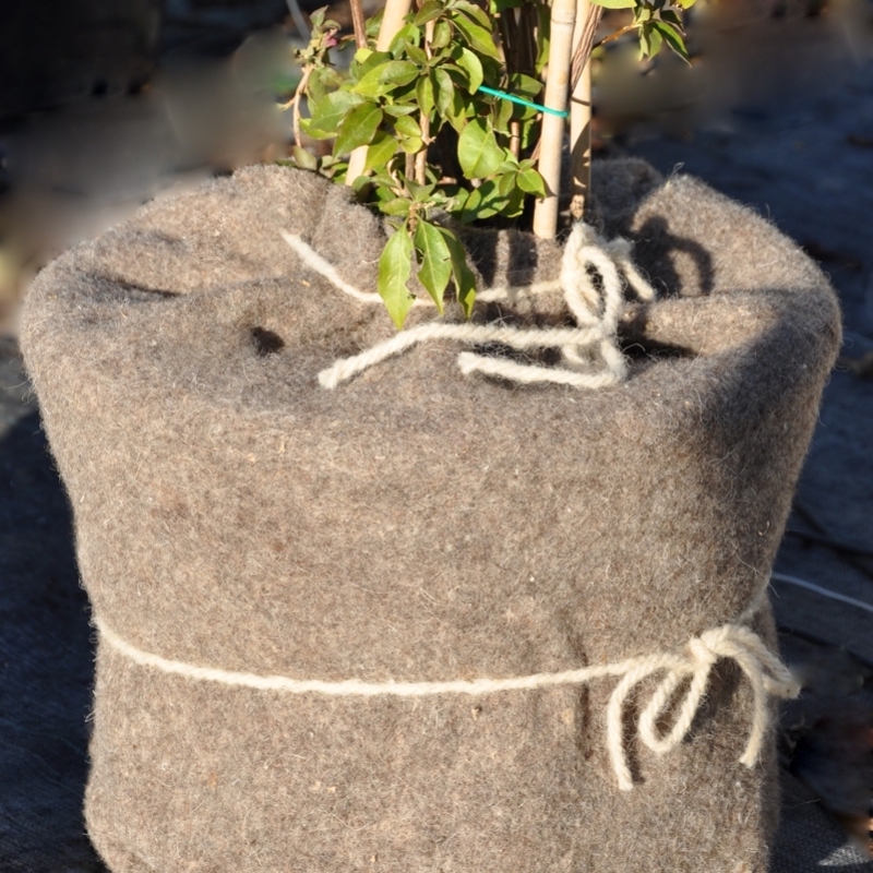svernamento piante in vaso coperto con sacco di iuta