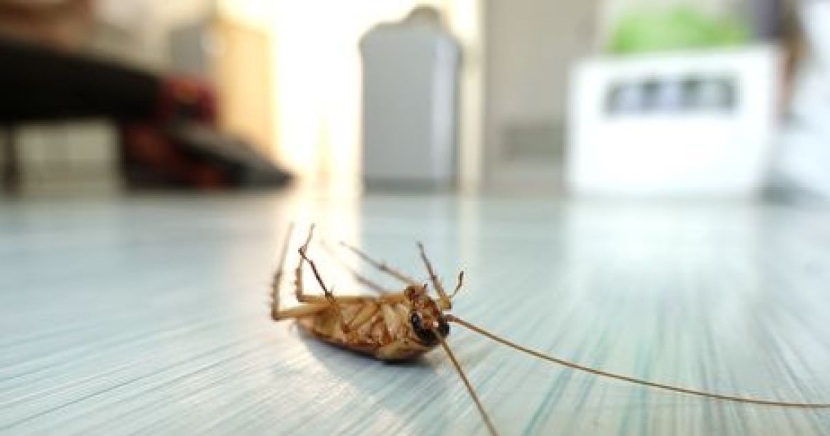 allontanare gli scarafaggi dalla cucina