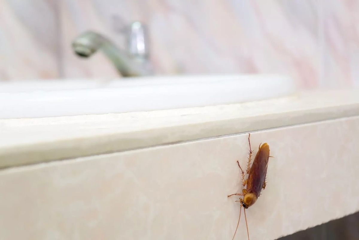 come eliminare gli scarafaggi per sempre dal bagno
