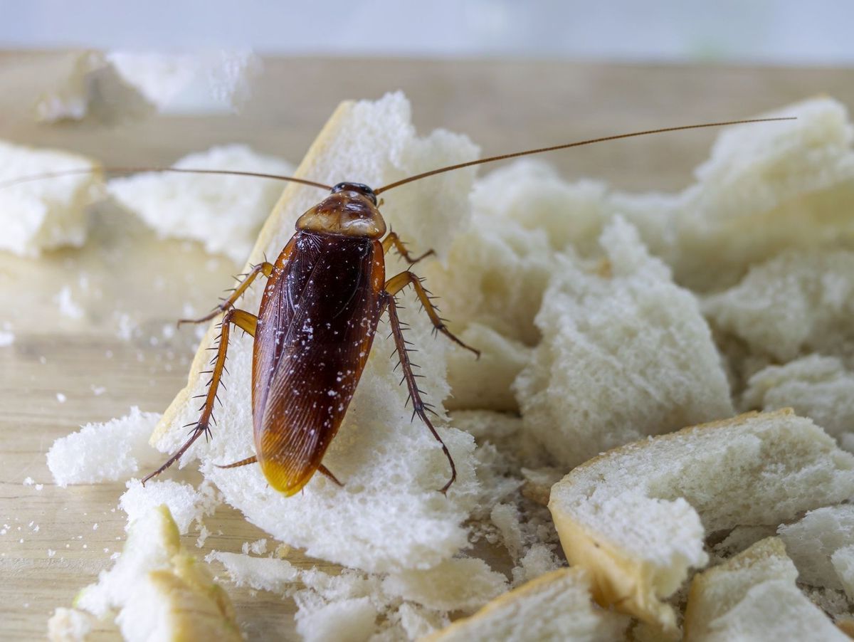 come eliminare gli scarafaggi per sempre dalla cucina