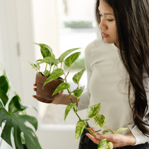 Come capire se una pianta sta morendo: ecco le malattie più comune e il trattamento per rimetterle in sesto!