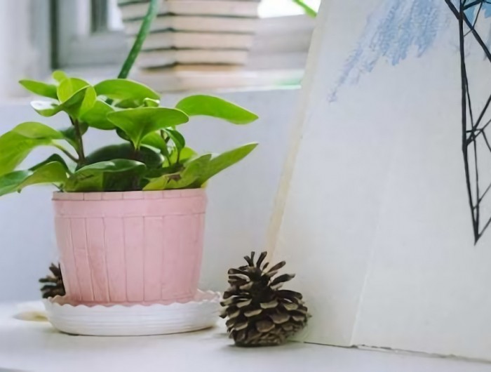 Come diluire l’aspirina per innaffiare le piante: ecco il dosaggio giusto!