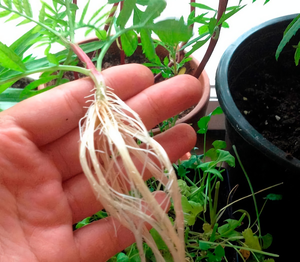 radici di pianta in orto aspirina per innaffiare