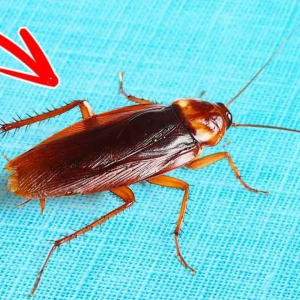 Come eliminare gli scarafaggi per sempre e senza prodotti chimici – 20 consigli naturali sugli scarafaggi