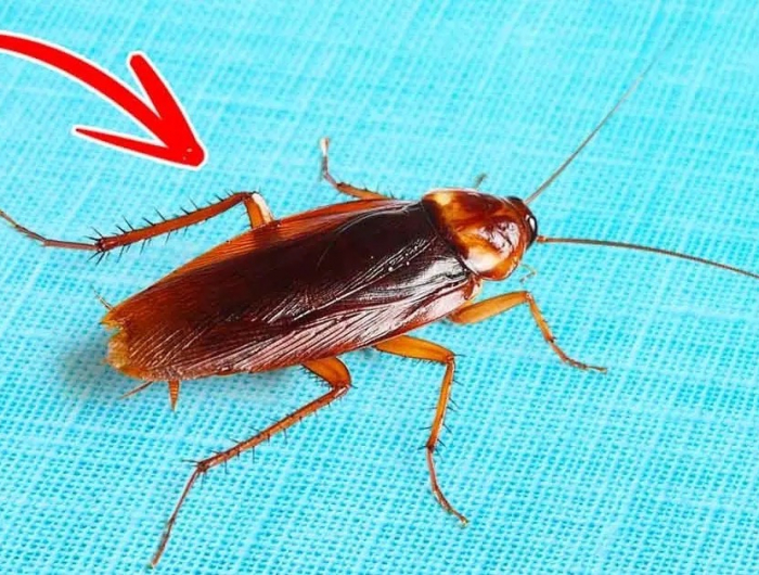 Come eliminare gli scarafaggi per sempre e senza prodotti chimici – 20 consigli naturali sugli scarafaggi