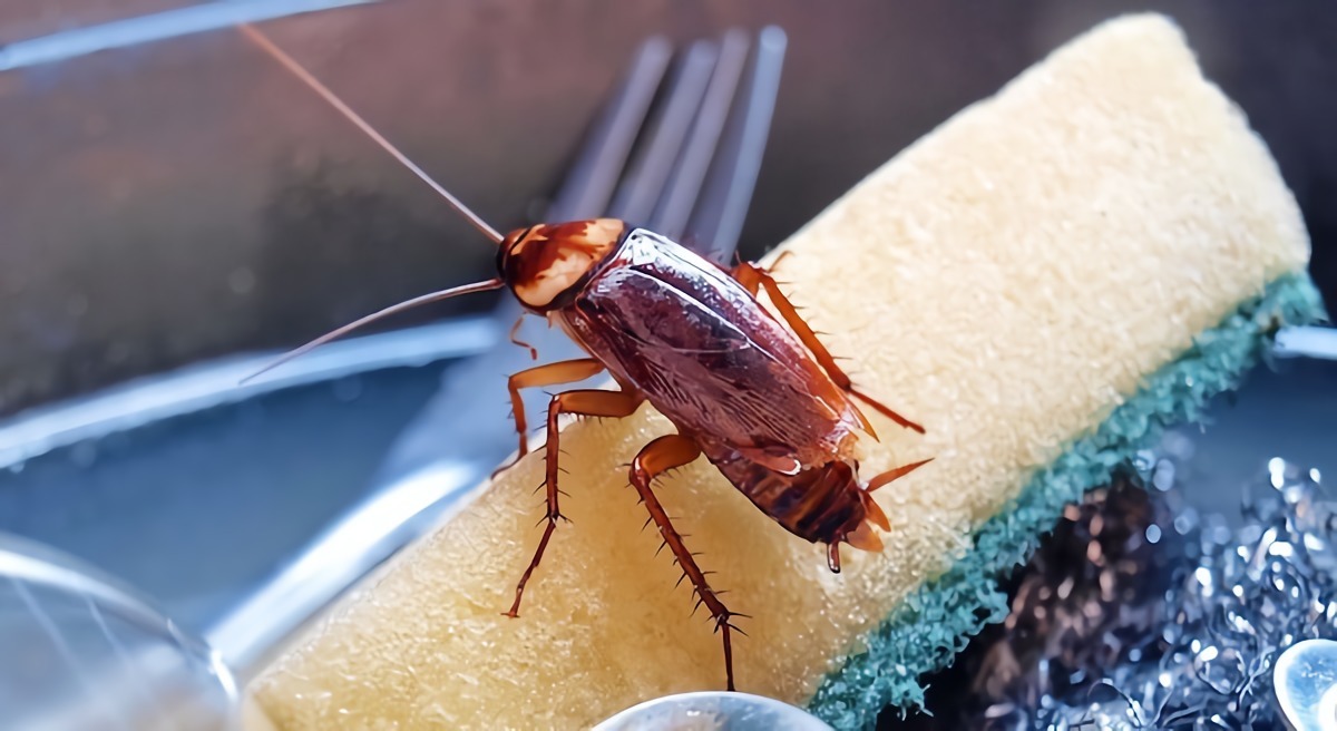 scarafaggi che escono dalle tubature dalla cucina