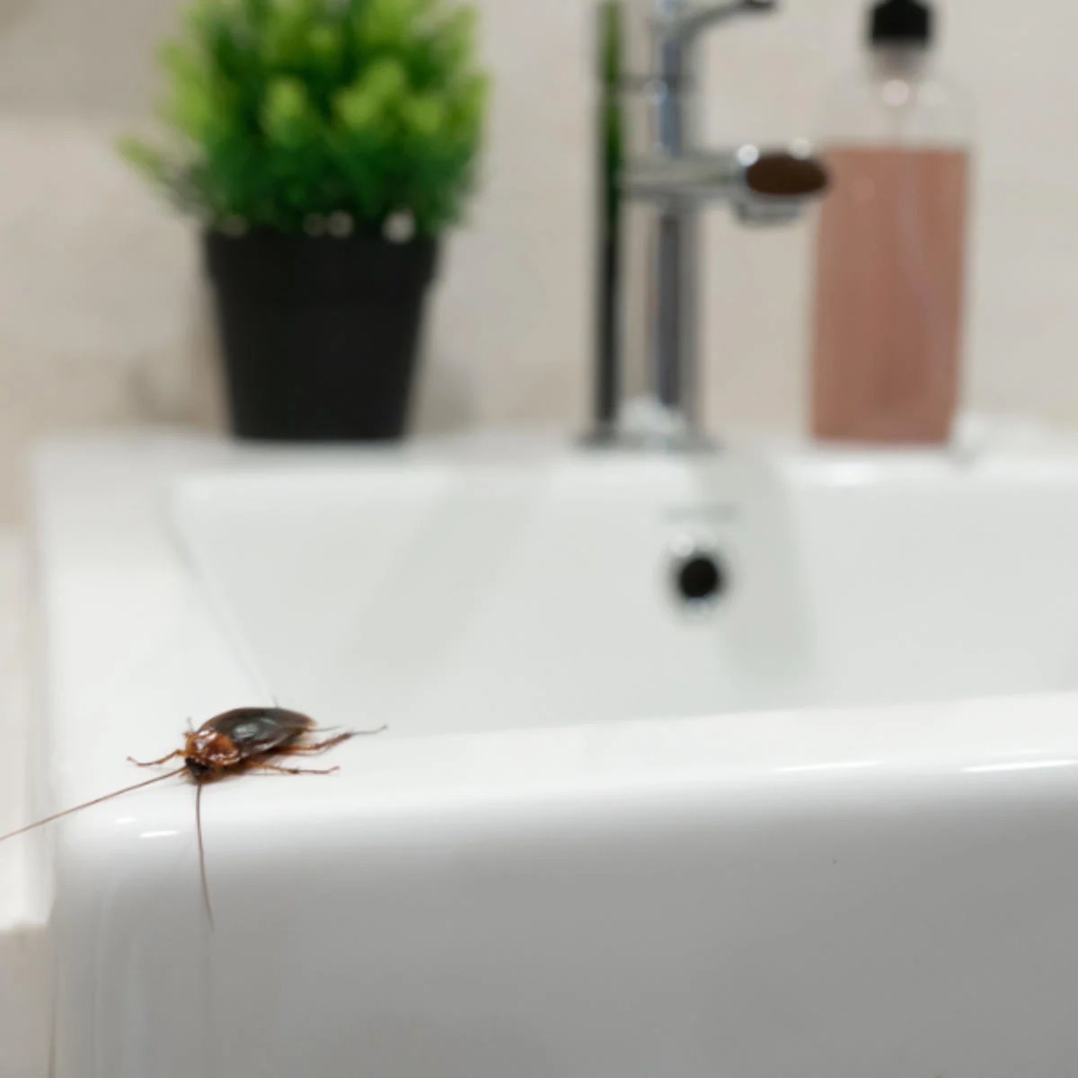 scarafaggi in lavandino bagno