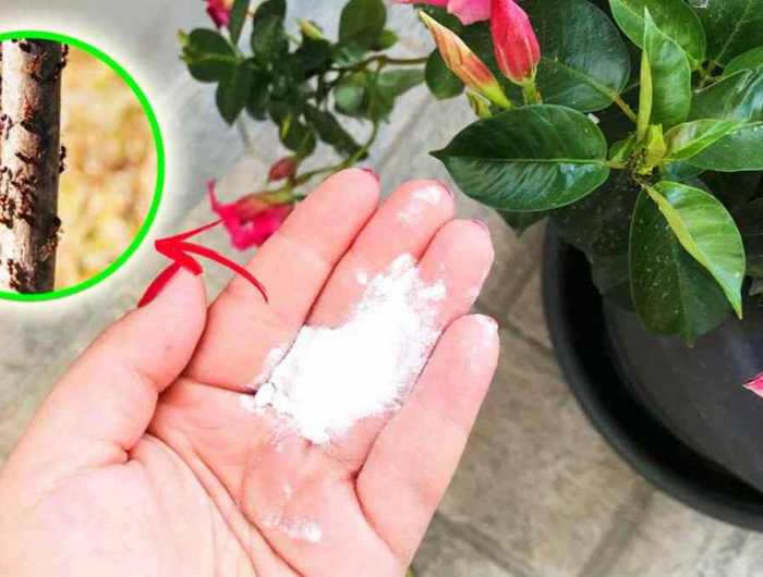 Angolo verde in casa: il bicarbonato contro le formiche sulle piante!