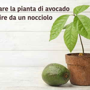 Si può coltivare una pianta di avocado a partire da un nocciolo?