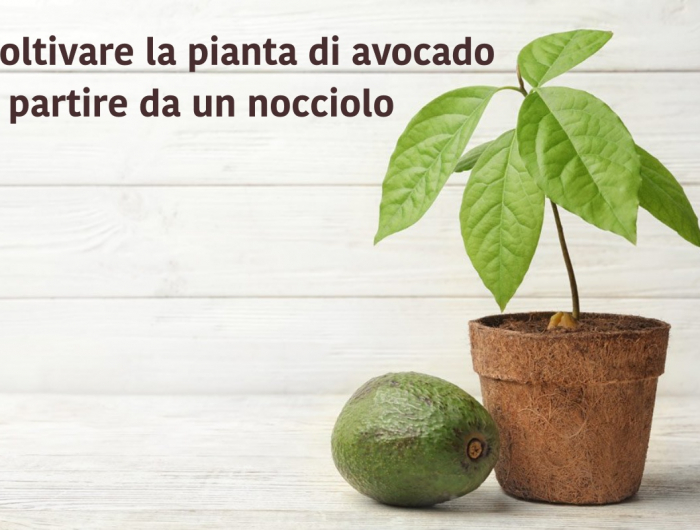 Si può coltivare una pianta di avocado a partire da un nocciolo?