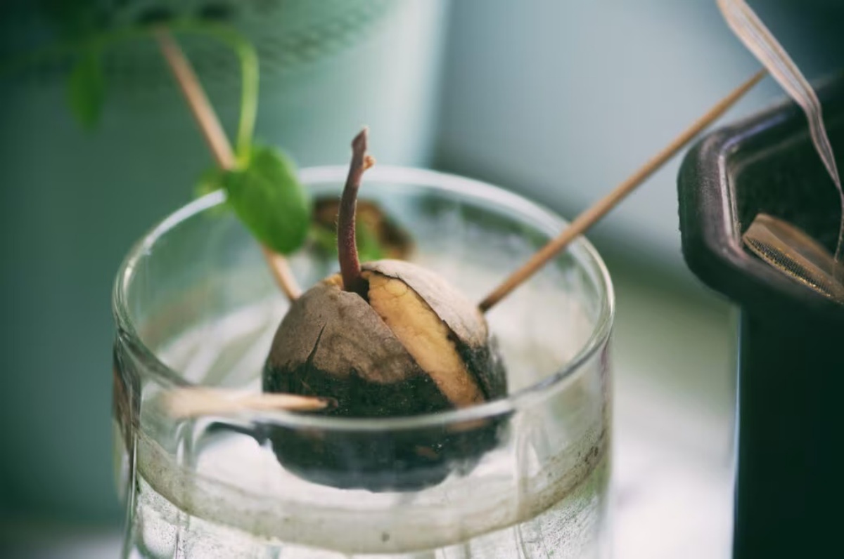 coltivare una pianta di avocado a partire da un nocciolo metodo in acqua