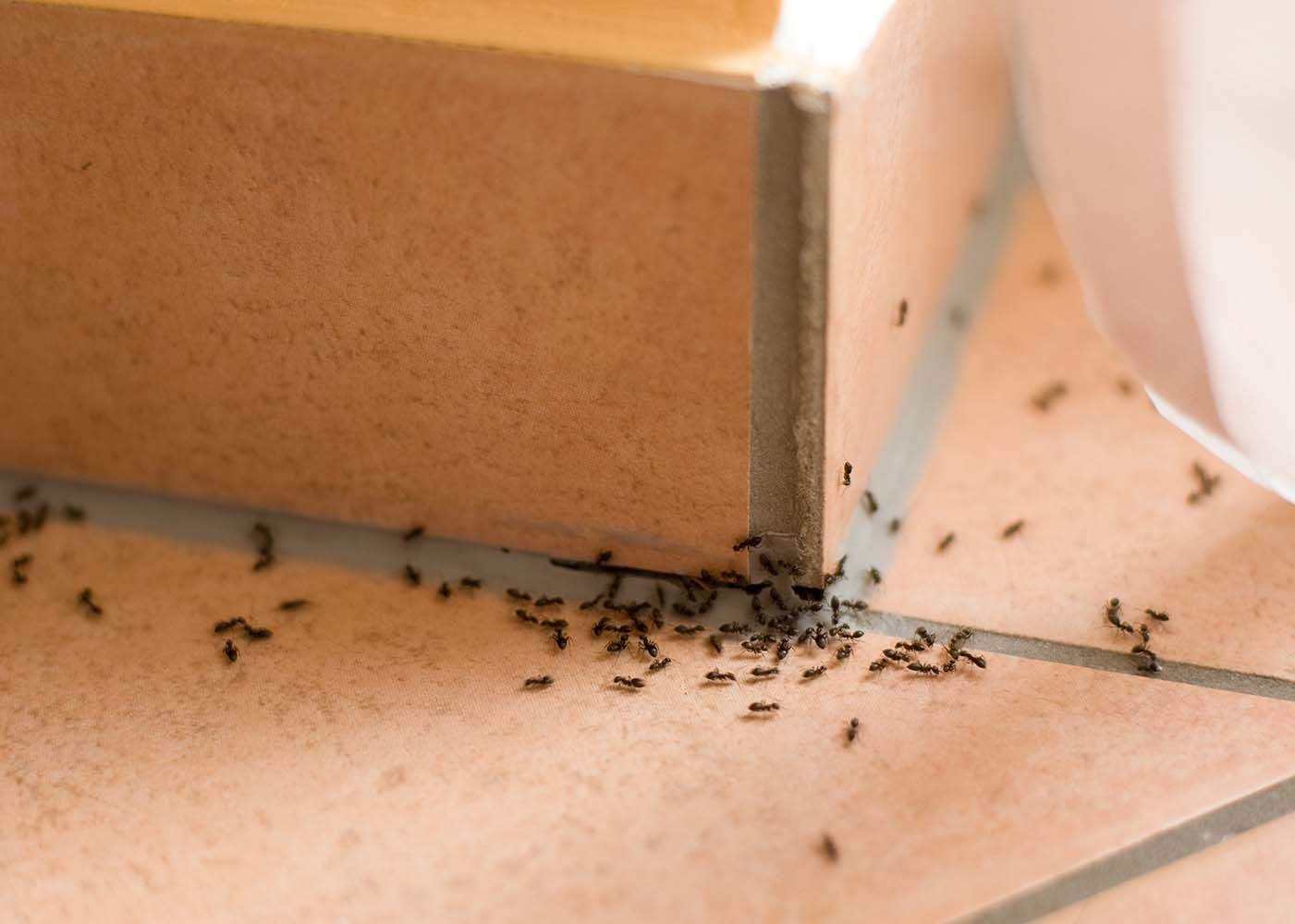 come eliminare le formiche in casa rimedi naturali