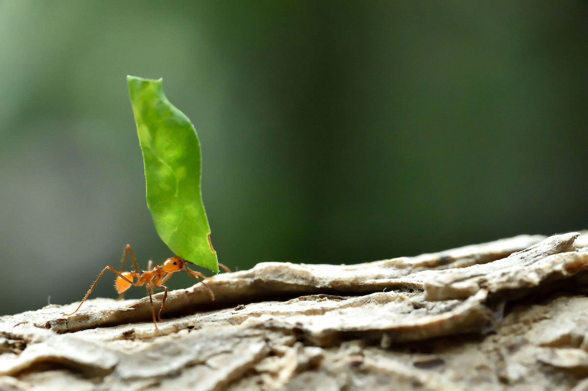formica con foglia verde eliminare i parassiti in modo naturale