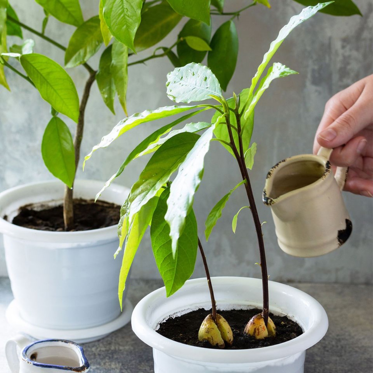 innaffiare la pianta di avocado in vaso