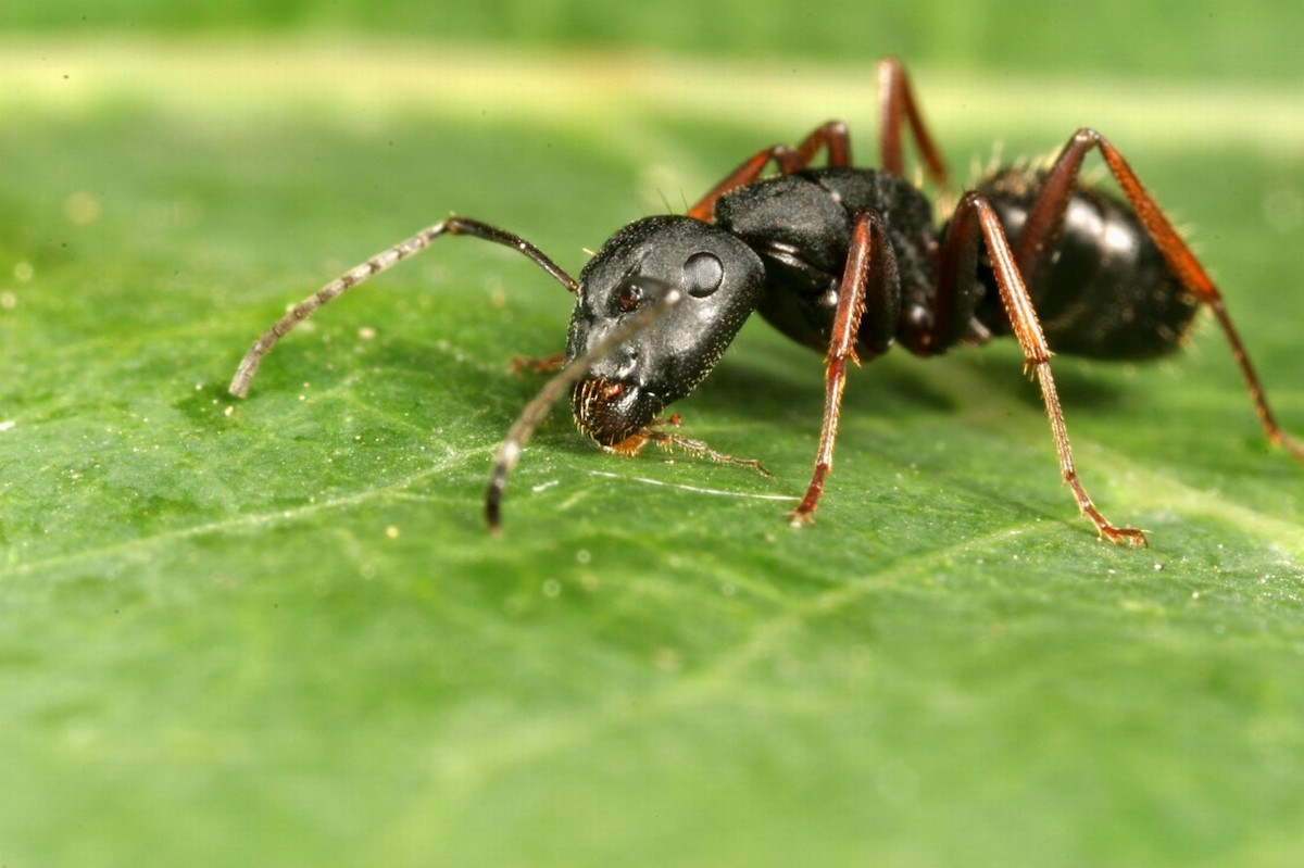 rimedi efficaci contro le formiche sulle piante