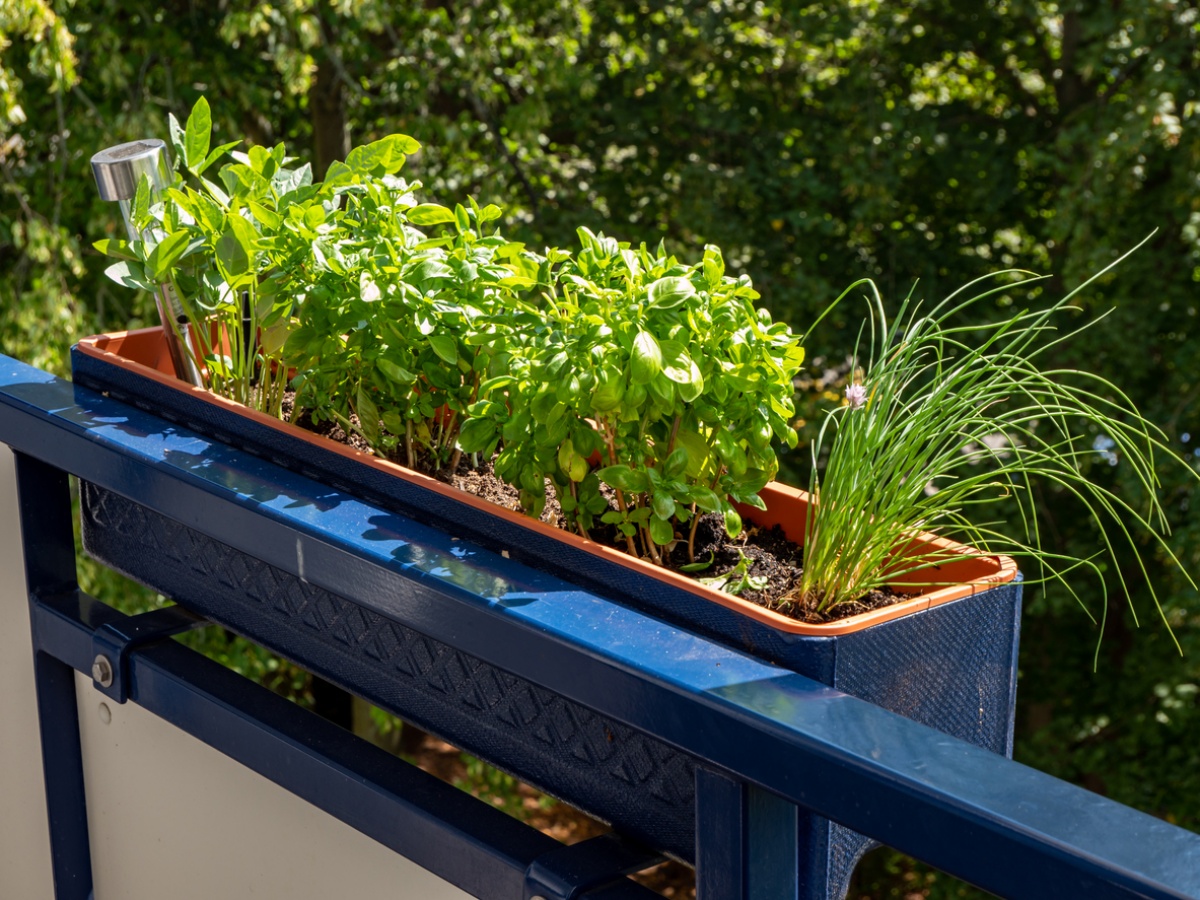 balcone con vasi sulla ringhiera coltivare prezzemolo sul terrazzo